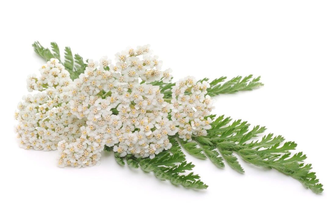 Achillea - composizione della crema Proctonic